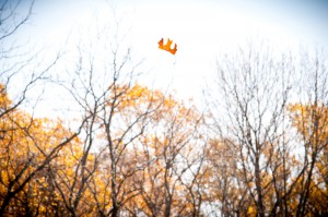 leaf_falling_upstate_new_york-2